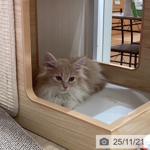 ノルウェージャンフォレストキャットの写真