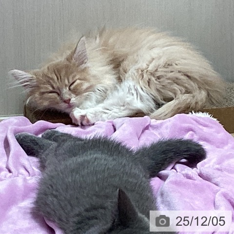 埼玉県のノルウェージャンフォレストキャット (ペットプラス ピオニウォーク東松山店/2025年8月22日生まれ/女の子/クリームホワイト)の子猫の3枚目の画像