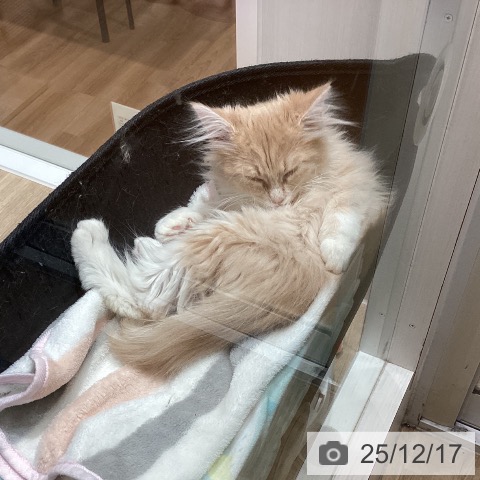 埼玉県のノルウェージャンフォレストキャット (ペットプラス ピオニウォーク東松山店/2025年8月22日生まれ/女の子/クリームホワイト)の子猫の3枚目の画像