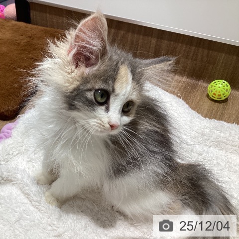 東京都のノルウェージャンフォレストキャット (ペッツワン 青梅インター店/2025年8月22日生まれ/女の子/ダイリュートキャリコ)の子猫の4枚目の画像