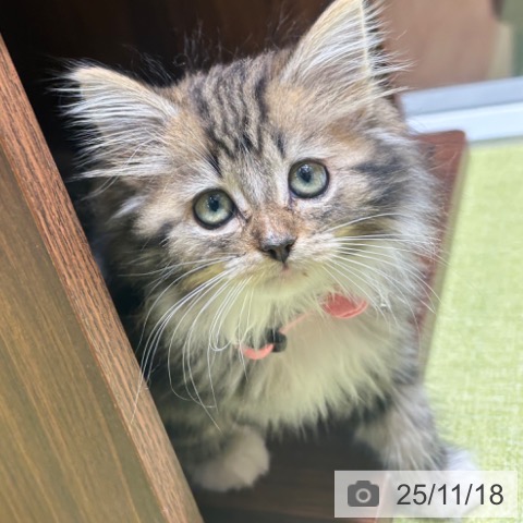 ノルウェージャンフォレストキャットの写真