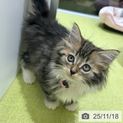 ノルウェージャンフォレストキャットの写真