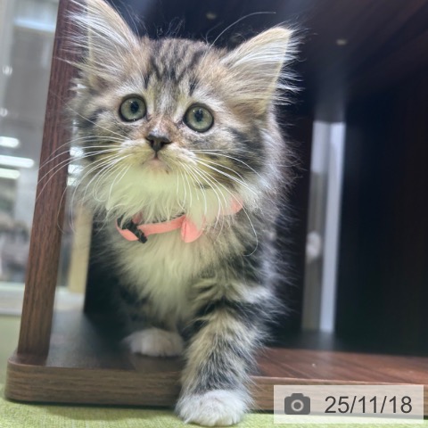 ノルウェージャンフォレストキャットの写真