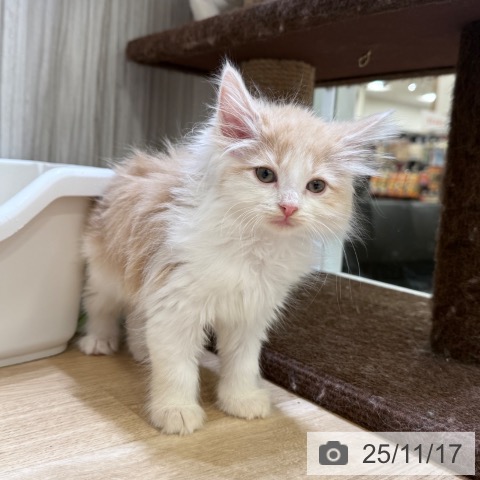 ノルウェージャンフォレストキャットの写真