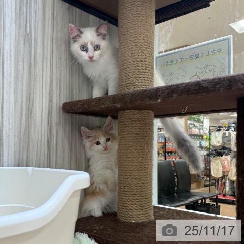 ノルウェージャンフォレストキャットの写真