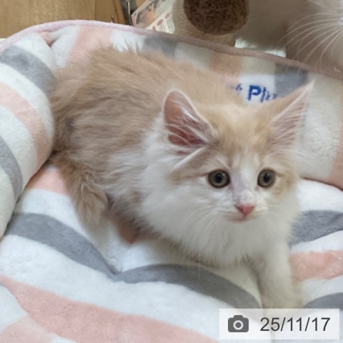 ノルウェージャンフォレストキャットの写真