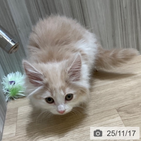 ノルウェージャンフォレストキャットの写真