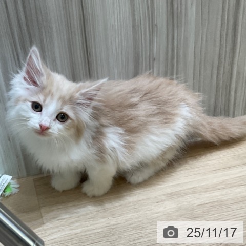 ノルウェージャンフォレストキャットの写真