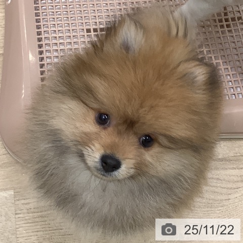 ポメラニアンの写真