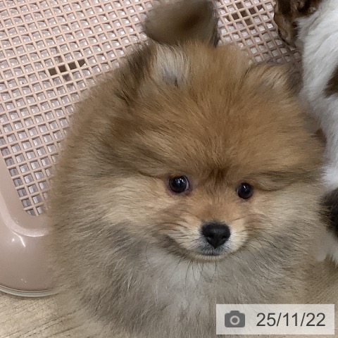 ポメラニアンの写真
