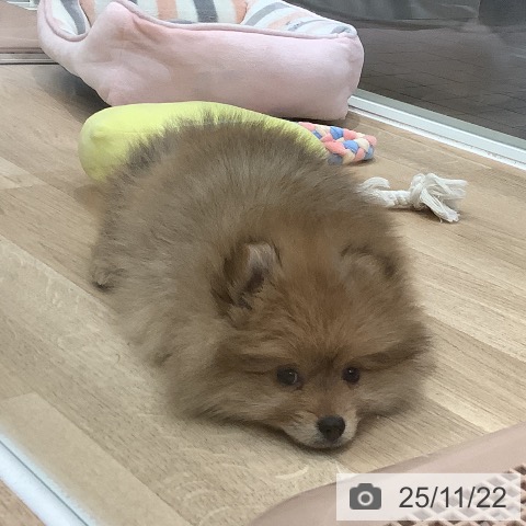 ポメラニアンの写真