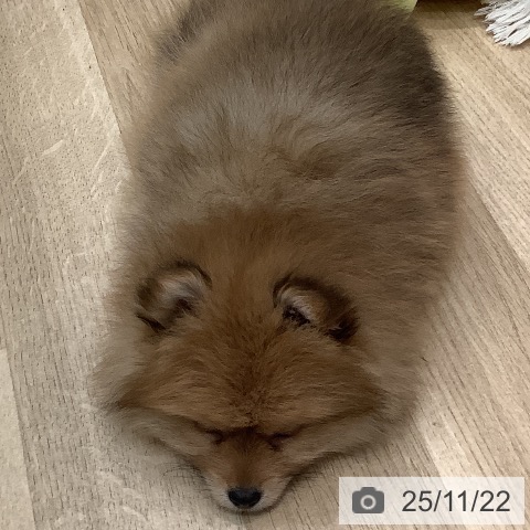 ポメラニアンの写真