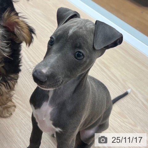 イタリアン・グレーハウンドの写真