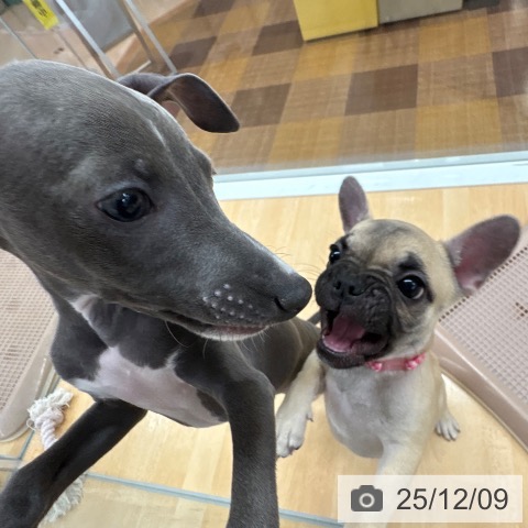 京都府のイタリアングレーハウンド (ペットプラス 醍醐店/2025年9月10日生まれ/男の子/ブルーホワイト)の子犬の3枚目の画像