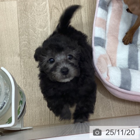 トイ・プードルの写真