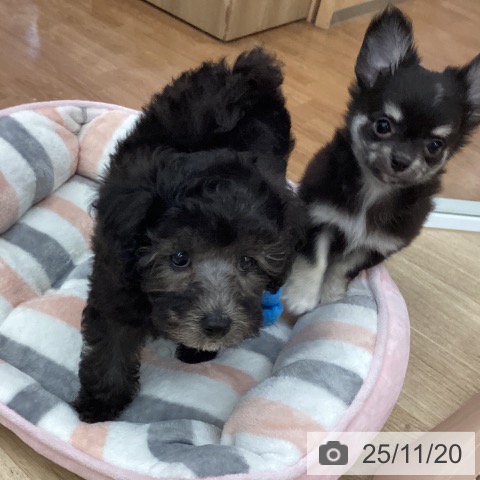 トイ・プードルの写真