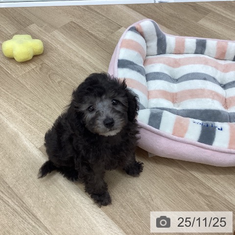 新潟県のトイプードル(トイ) (ペットプラス 新潟南店/2025年9月11日生まれ/女の子/シルバー)の子犬の4枚目の画像
