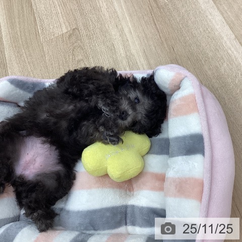 新潟県のトイプードル(トイ) (ペットプラス 新潟南店/2025年9月11日生まれ/女の子/シルバー)の子犬の3枚目の画像