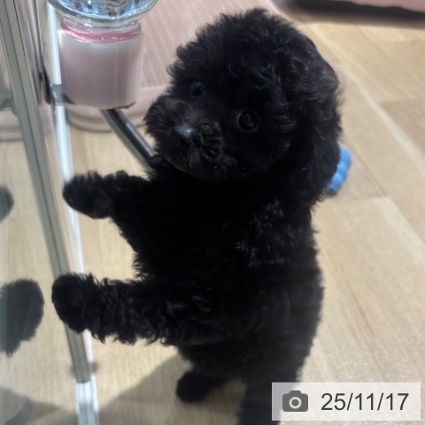 トイ・プードルの写真