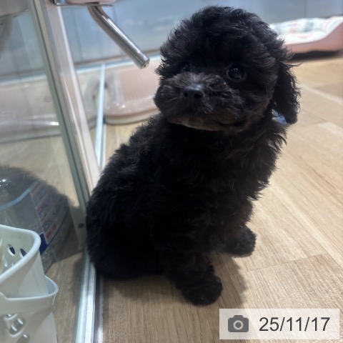 トイ・プードルの写真