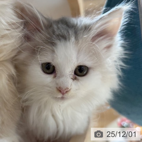 兵庫県のノルウェージャンフォレストキャット (ペットプラス 神戸三宮店/2025年9月17日生まれ/女の子/ダイリュートキャリコ)の子猫の4枚目の画像