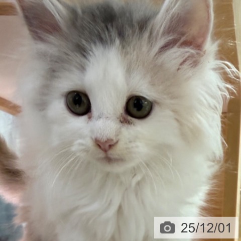 兵庫県のノルウェージャンフォレストキャット (ペットプラス 神戸三宮店/2025年9月17日生まれ/女の子/ダイリュートキャリコ)の子猫の3枚目の画像