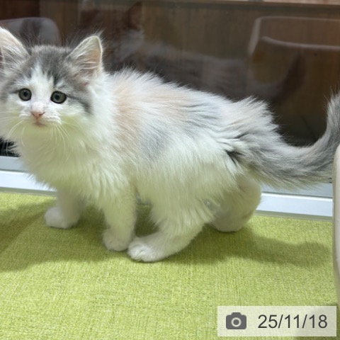 ノルウェージャンフォレストキャットの写真