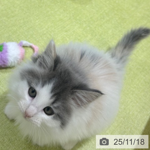 ノルウェージャンフォレストキャットの写真