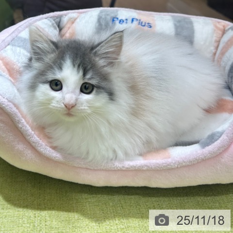 ノルウェージャンフォレストキャットの写真