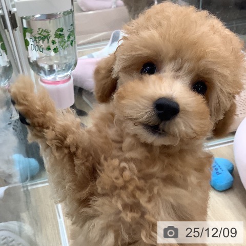 大阪府のトイプードル(トイ) (ペットプラス りんくう泉南店/2025年9月18日生まれ/女の子/オレンジフォーン)の子犬の4枚目の画像
