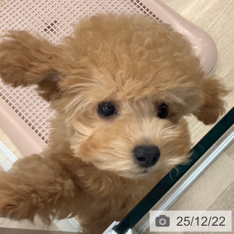 大阪府のトイプードル(トイ) (ペットプラス りんくう泉南店/2025年9月18日生まれ/女の子/オレンジフォーン)の子犬の4枚目の画像