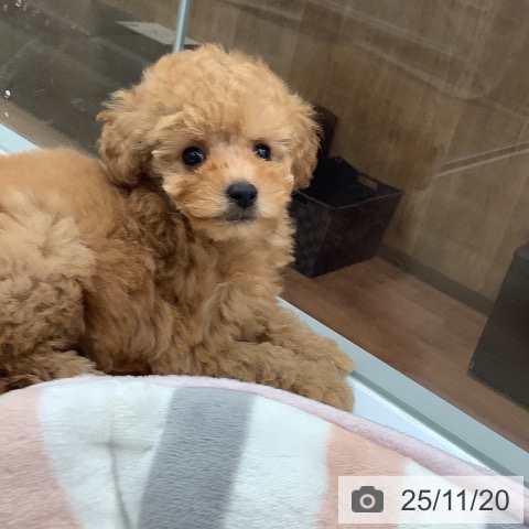 トイ・プードルの写真