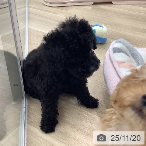 トイ・プードルの写真