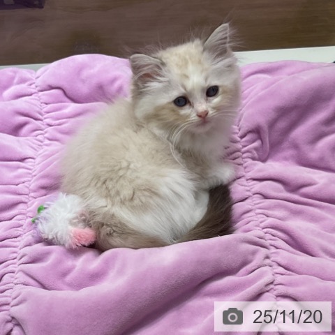 ラグドールの写真