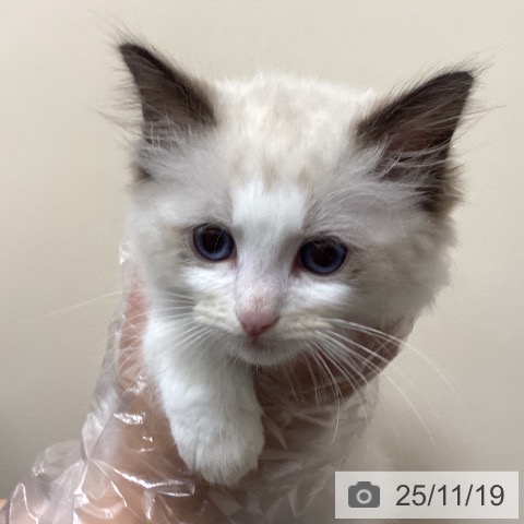 ラグドールの写真