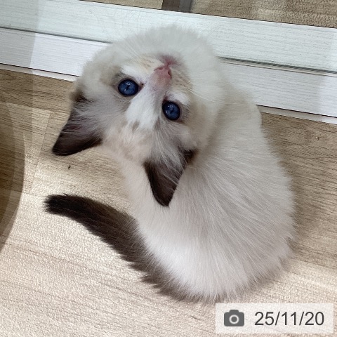 ラグドールの写真