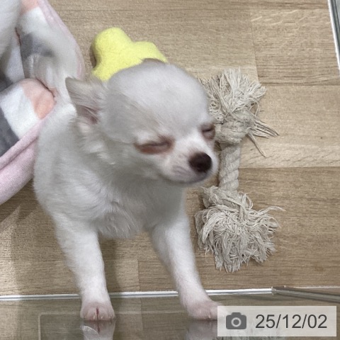 岩手県のチワワ(ロング) (ペットプラス 盛岡南店/2025年9月19日生まれ/女の子/ホワイトクリーム)の子犬の4枚目の画像