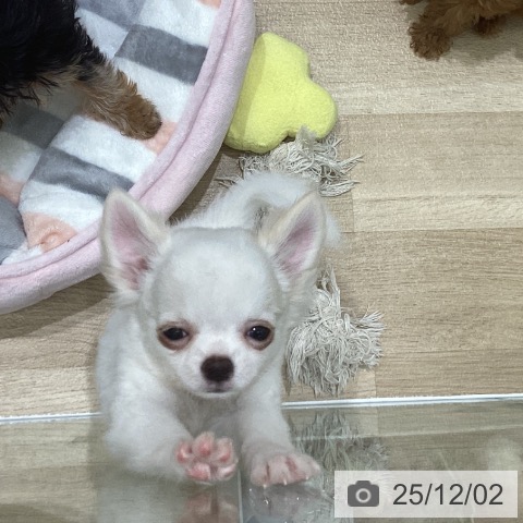 岩手県のチワワ(ロング) (ペットプラス 盛岡南店/2025年9月19日生まれ/女の子/ホワイトクリーム)の子犬の3枚目の画像