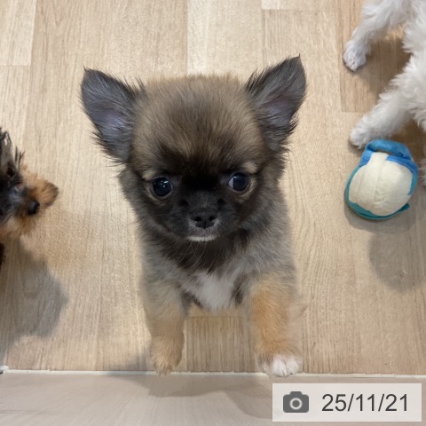 東京都のチワワ(ロング) (ペットプラス アクアシティお台場店/2025年9月19日生まれ/女の子/フォーン)の子犬の4枚目の画像