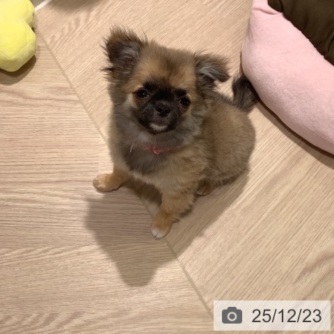 神奈川県のチワワ(ロング) (ペットプラス 新百合丘店/2025年9月19日生まれ/女の子/フォーン)の子犬の4枚目の画像