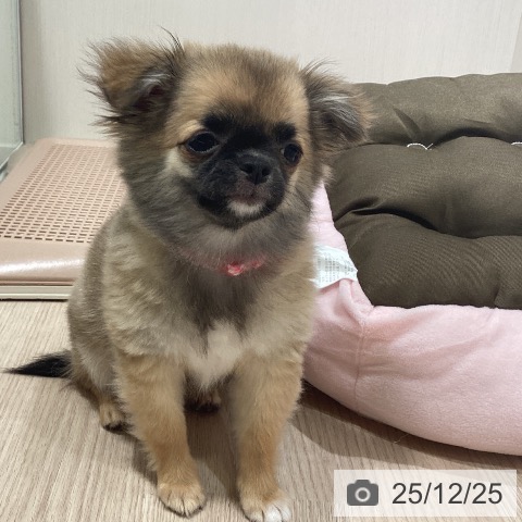 神奈川県のチワワ(ロング) (ペットプラス 新百合丘店/2025年9月19日生まれ/女の子/フォーン)の子犬の4枚目の画像