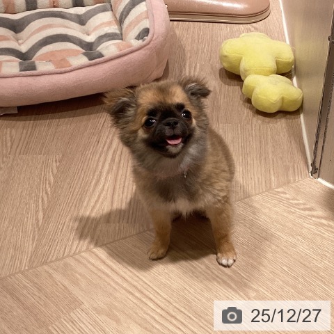 神奈川県のチワワ(ロング) (ペットプラス 新百合丘店/2025年9月19日生まれ/女の子/フォーン)の子犬の4枚目の画像