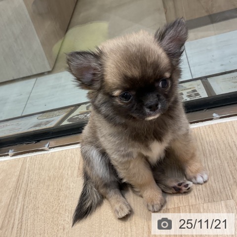 東京都のチワワ(ロング) (ペットプラス アクアシティお台場店/2025年9月19日生まれ/女の子/フォーン)の子犬の3枚目の画像