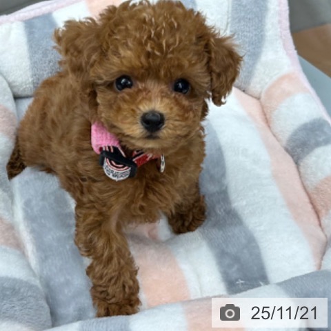 京都府のトイプードル(トイ) (ペットプラス 京都桂川店/2025年9月19日生まれ/女の子/レッドフォーン)の子犬の4枚目の画像