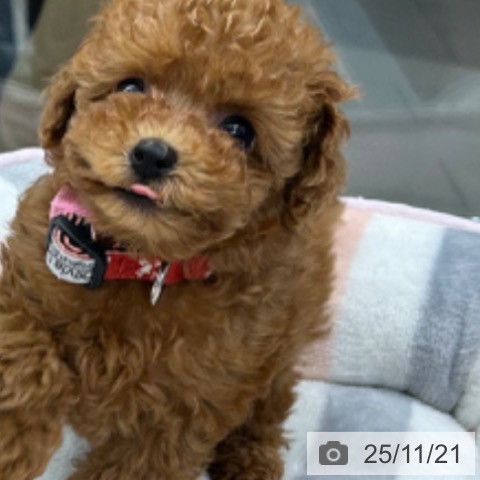 京都府のトイプードル(トイ) (ペットプラス 京都桂川店/2025年9月19日生まれ/女の子/レッドフォーン)の子犬の3枚目の画像