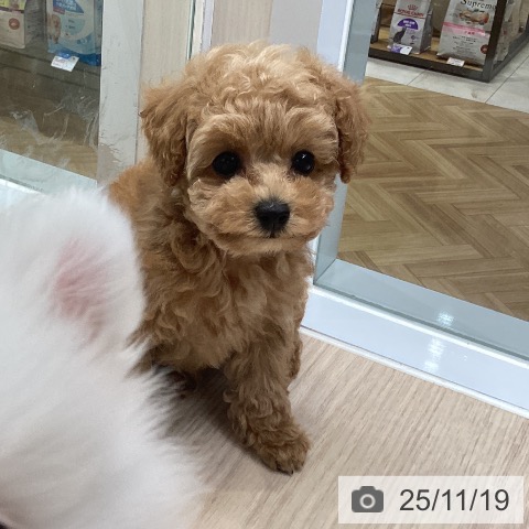 トイ・プードルの写真