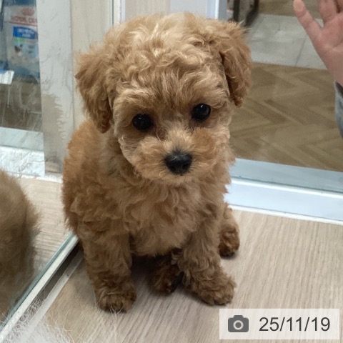 トイ・プードルの写真