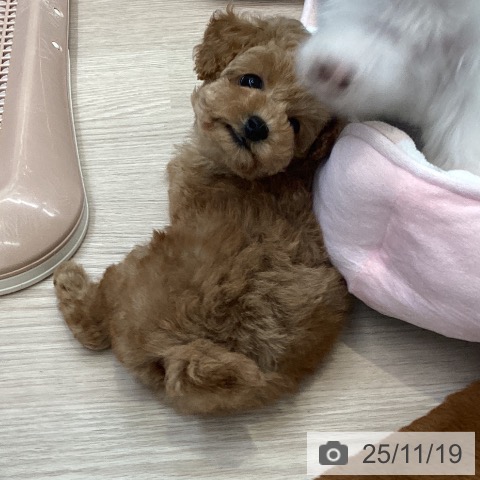 トイ・プードルの写真