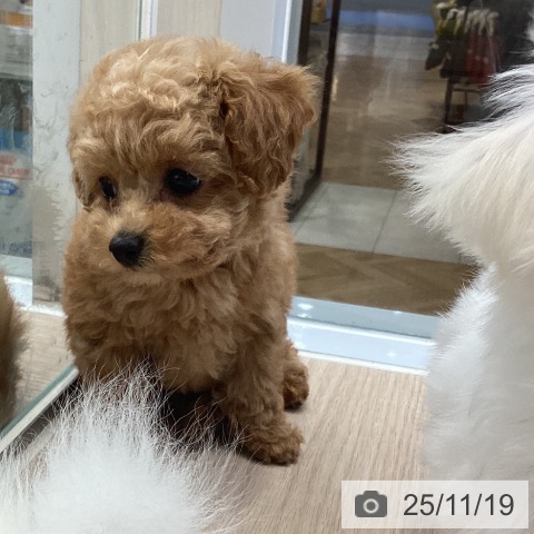 トイ・プードルの写真