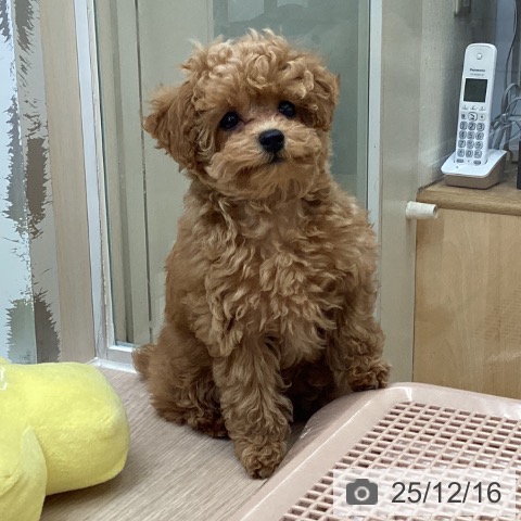 大阪府のトイプードル(トイ) (ペットプラス ららぽーと和泉店/2025年9月19日生まれ/女の子/オレンジフォーン)の子犬の3枚目の画像